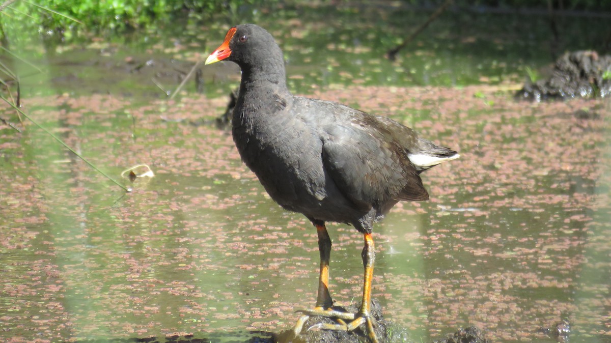 Dusky Moorhen - ML613152942