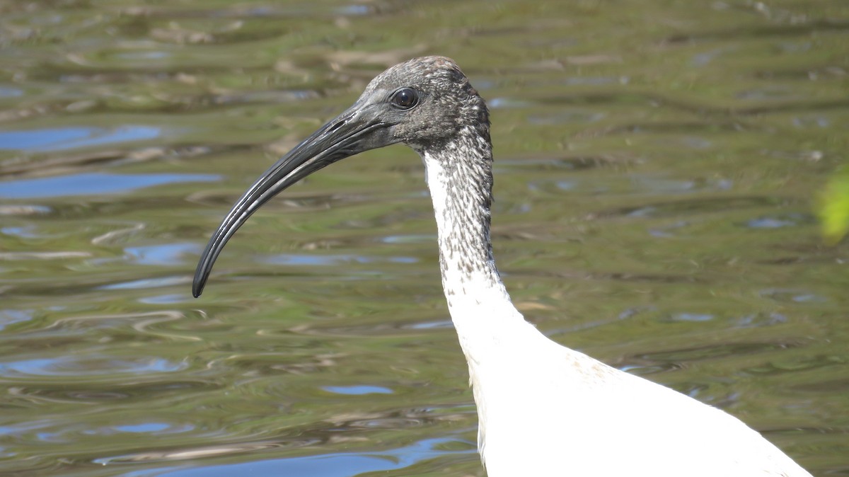 ibis australský - ML613152952