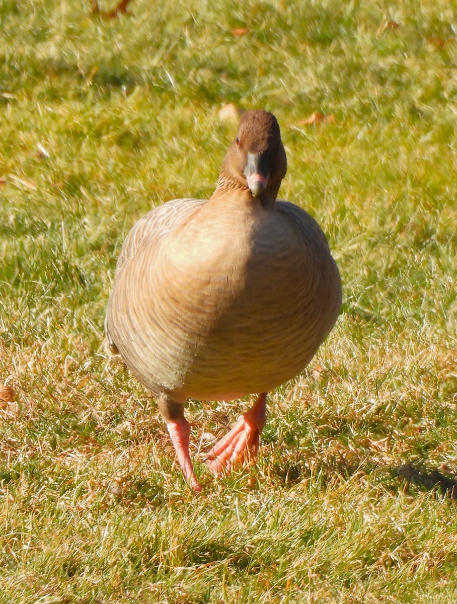 Pink-footed Goose - ML613152975