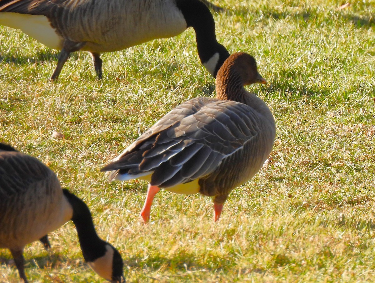 Pink-footed Goose - ML613152976
