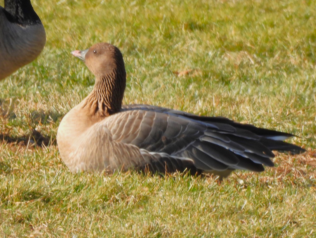 Pink-footed Goose - ML613152977