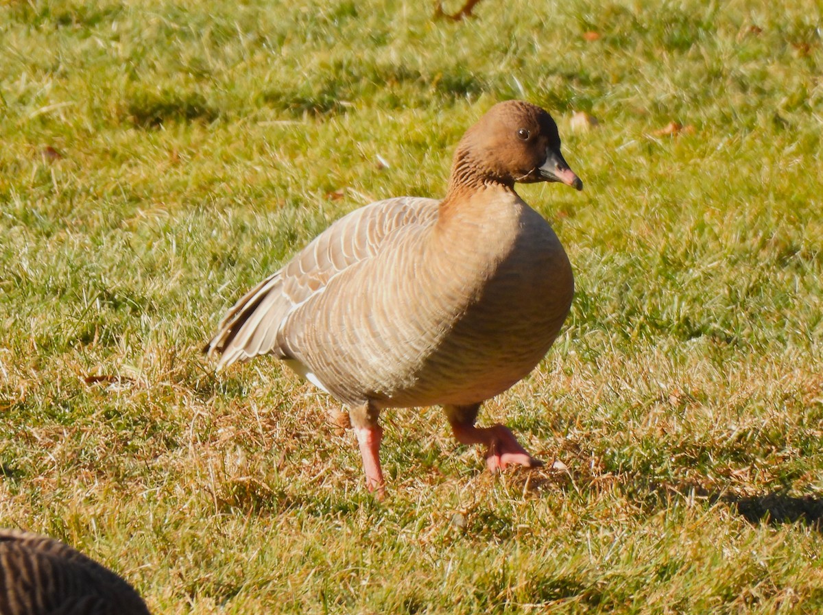 Pink-footed Goose - ML613152978