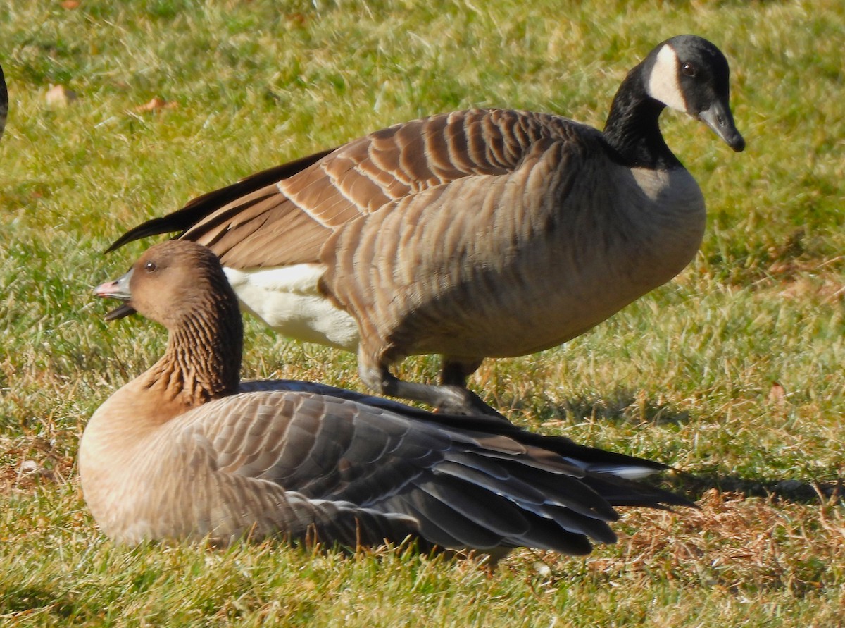 Pink-footed Goose - ML613152979
