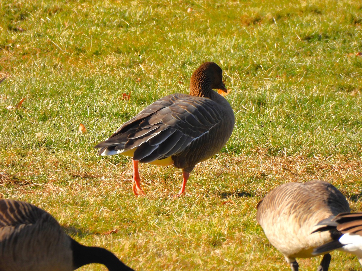 Pink-footed Goose - ML613152980