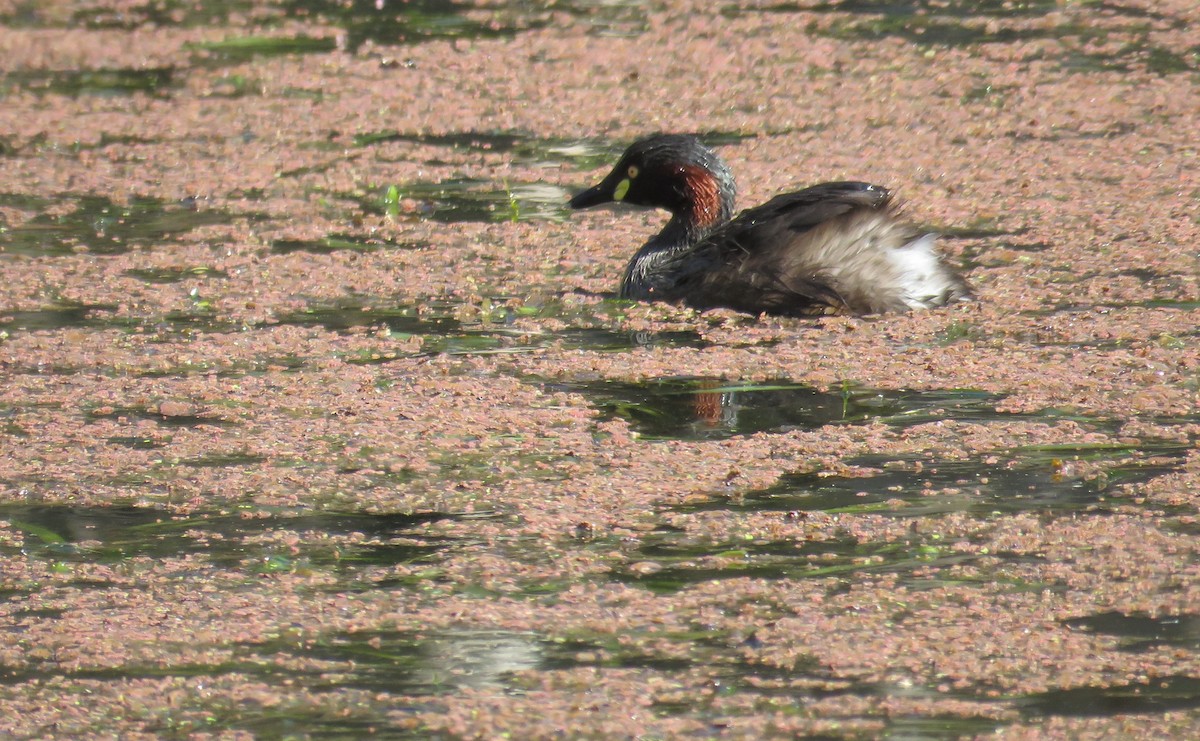 Australasian Grebe - ML613152987