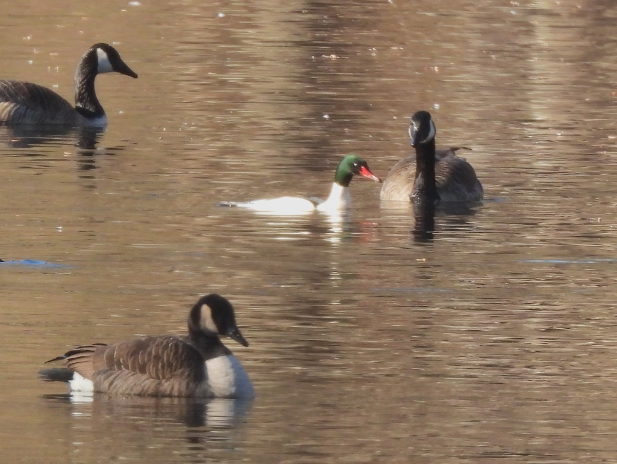 Common Merganser - ML613152989