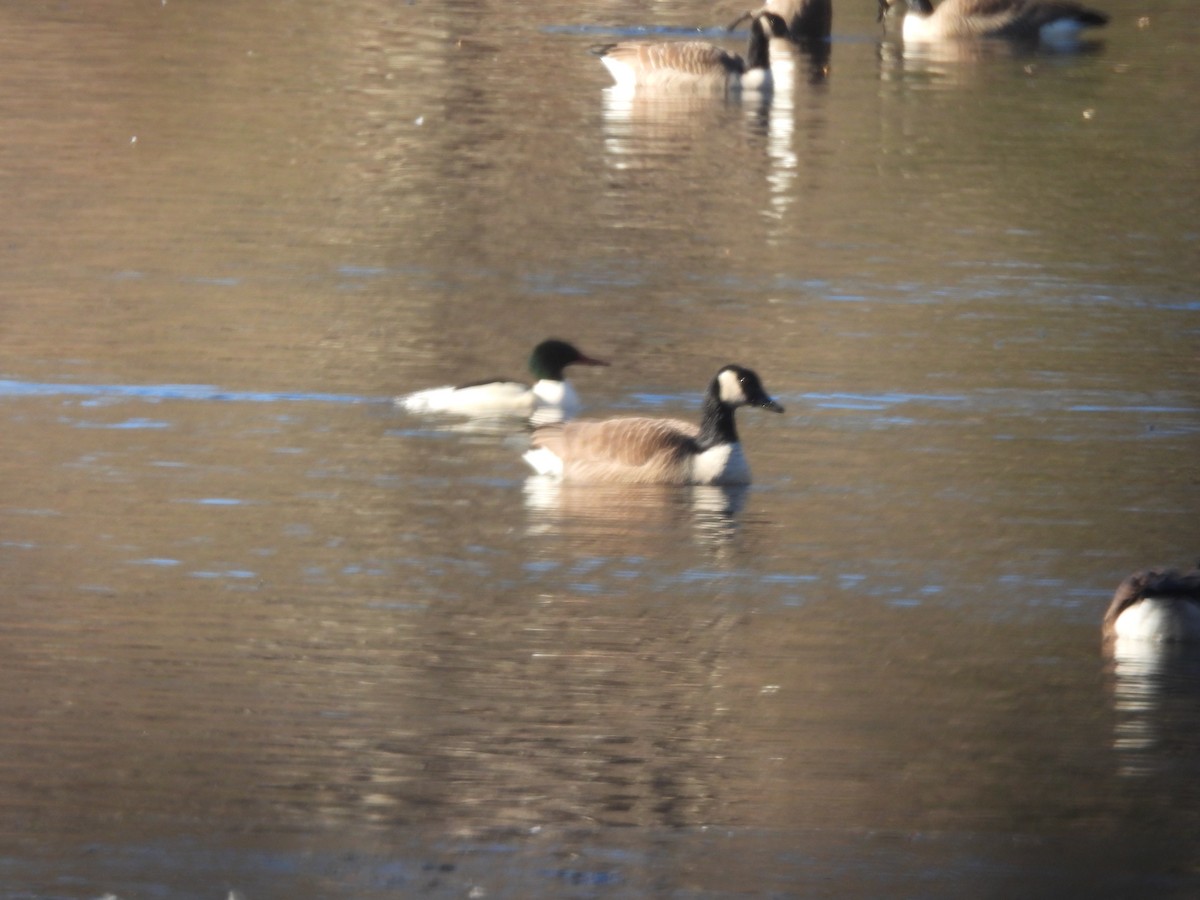 Common Merganser - ML613152990