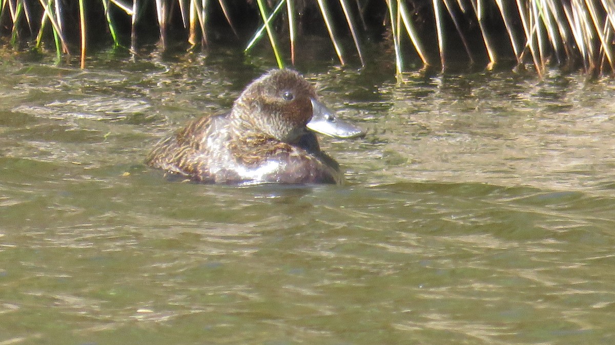 Blue-billed Duck - ML613153011