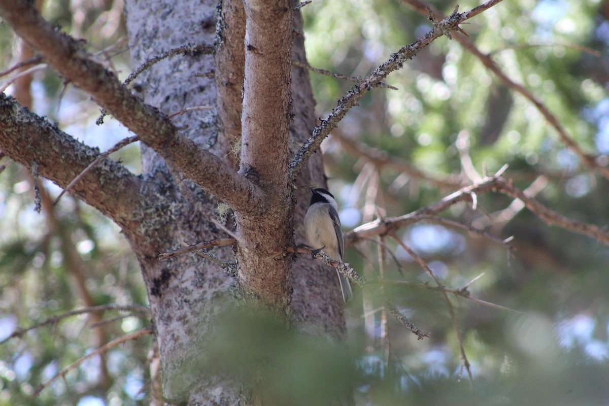 Black-capped Chickadee - ML613153019