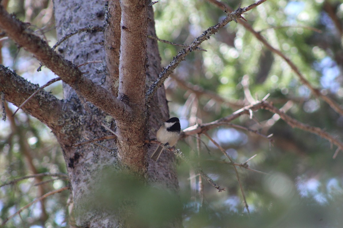 Black-capped Chickadee - ML613153020