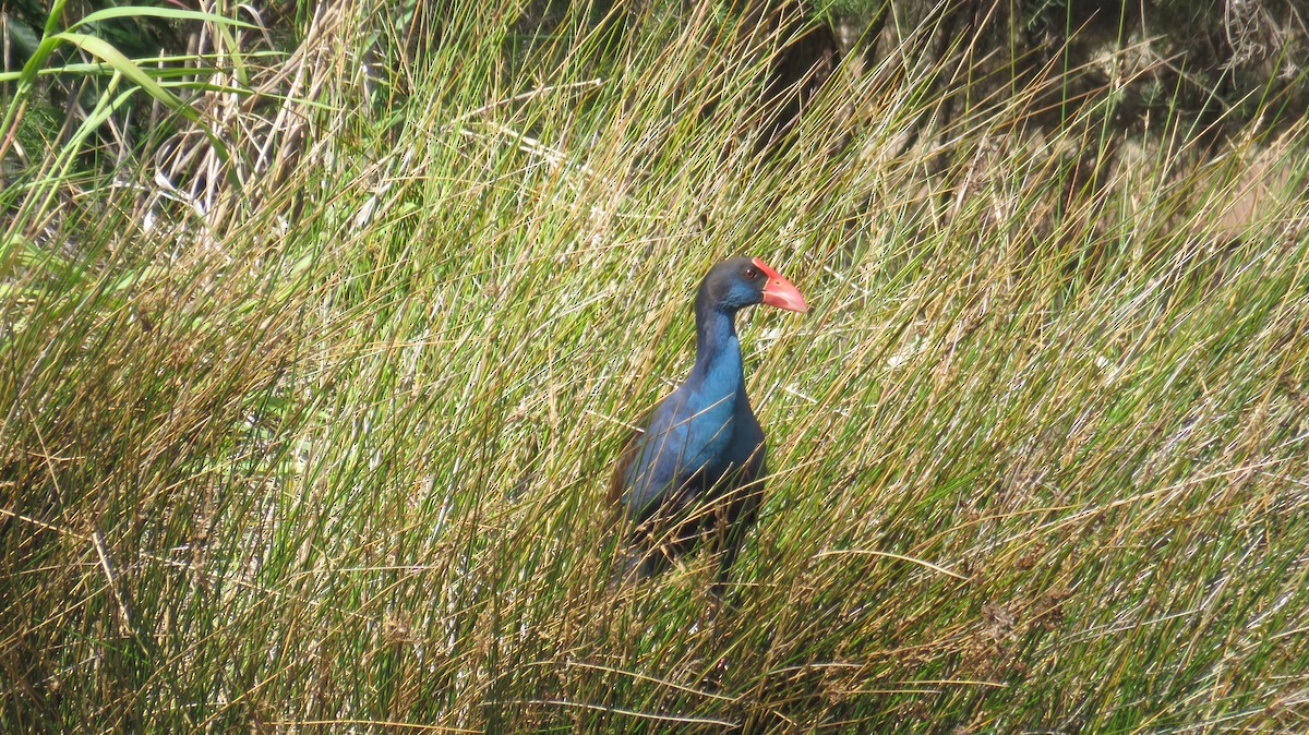 Australasian Swamphen - ML613153023