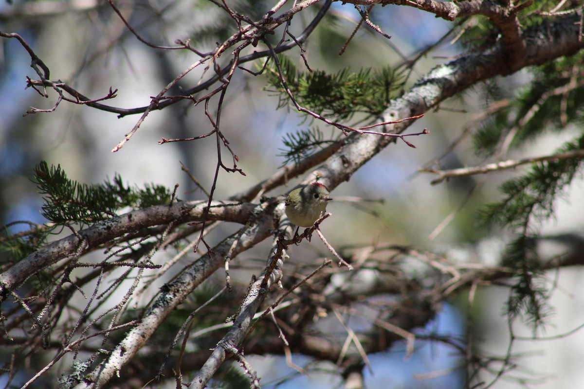 Ruby-crowned Kinglet - ML613153027