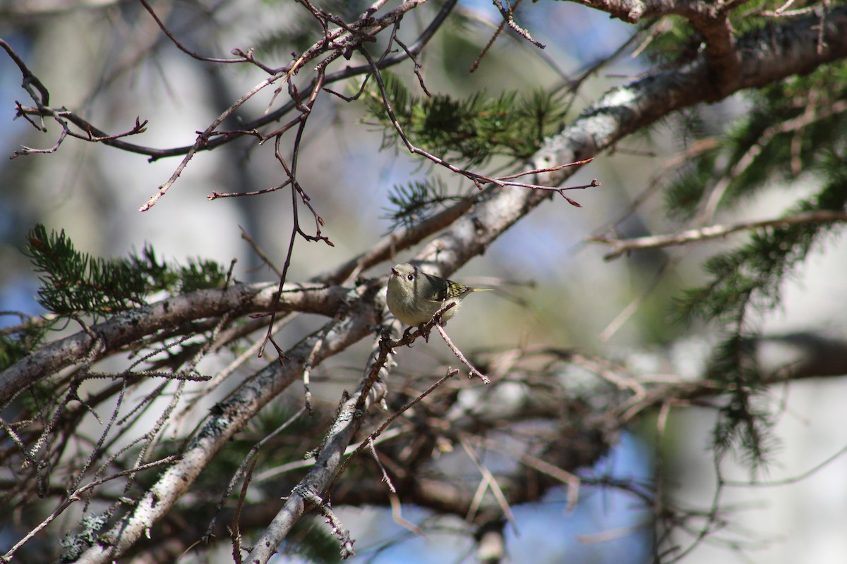 Ruby-crowned Kinglet - ML613153029