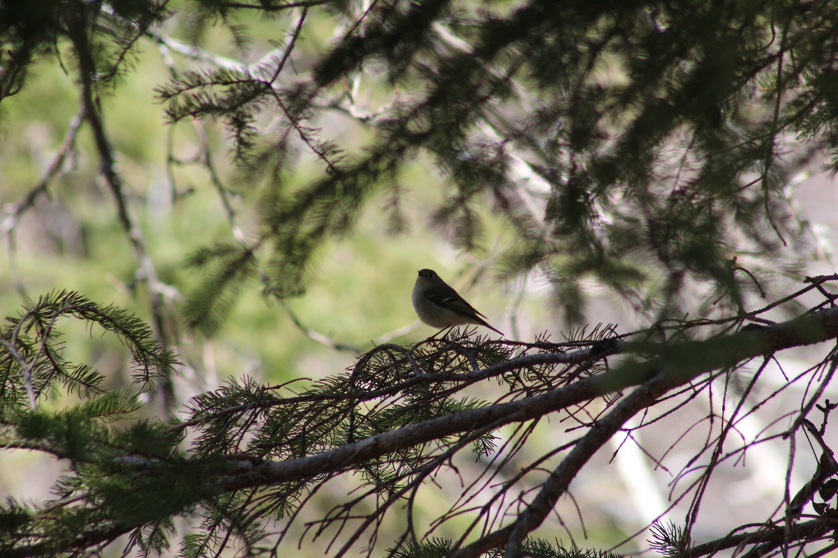 Ruby-crowned Kinglet - ML613153031