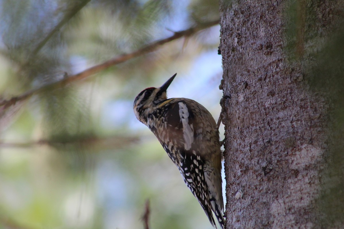 Yellow-bellied Sapsucker - ML613153035