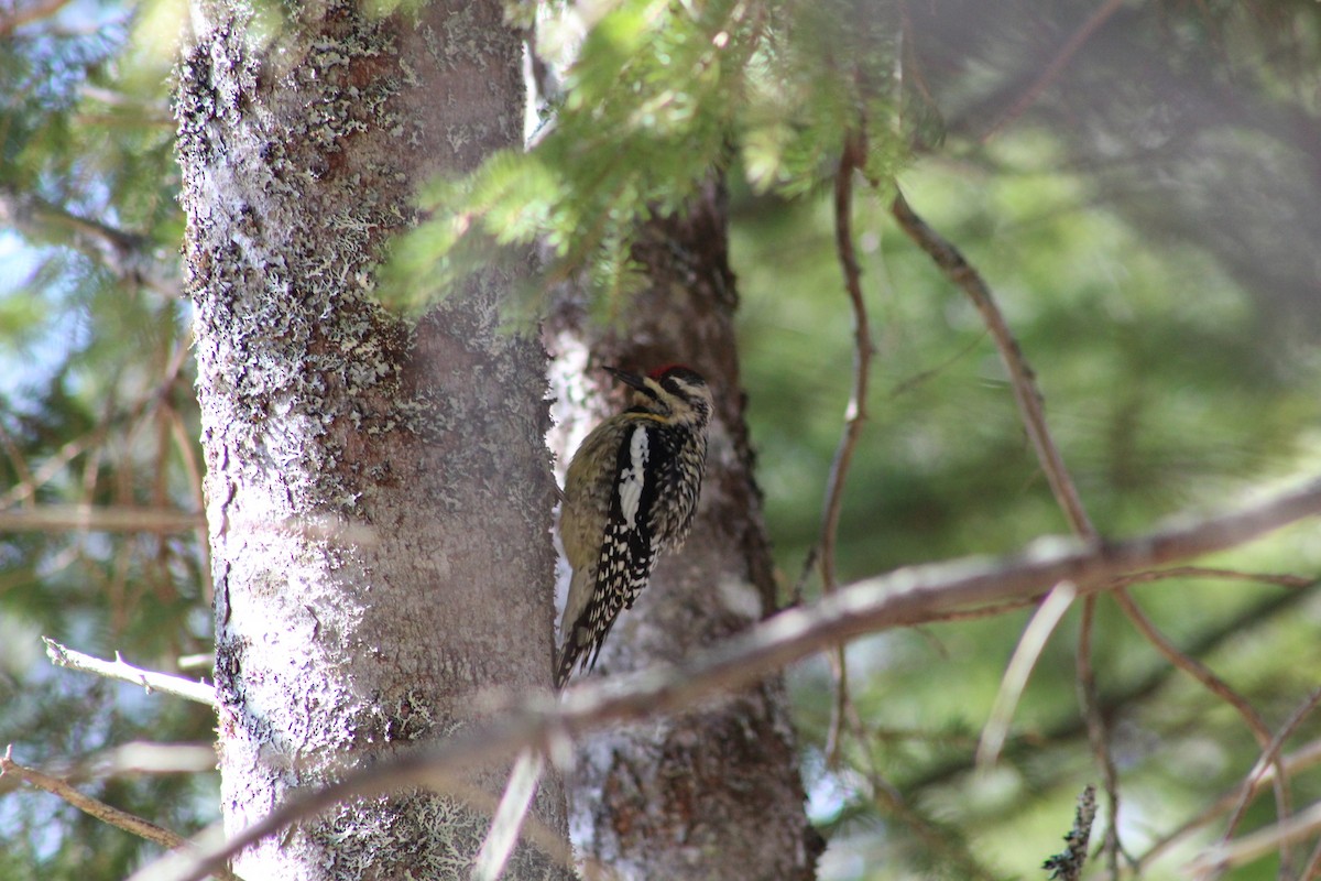 Yellow-bellied Sapsucker - ML613153037