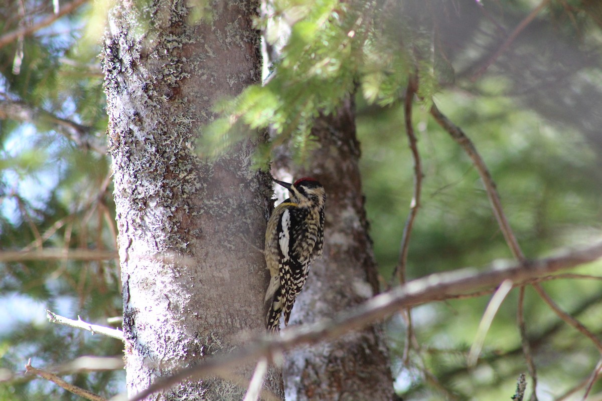 Yellow-bellied Sapsucker - Julia Cameron