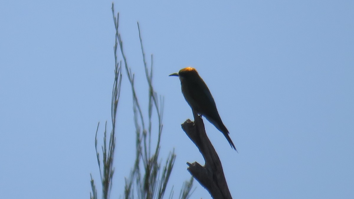 Rainbow Bee-eater - ML613153046