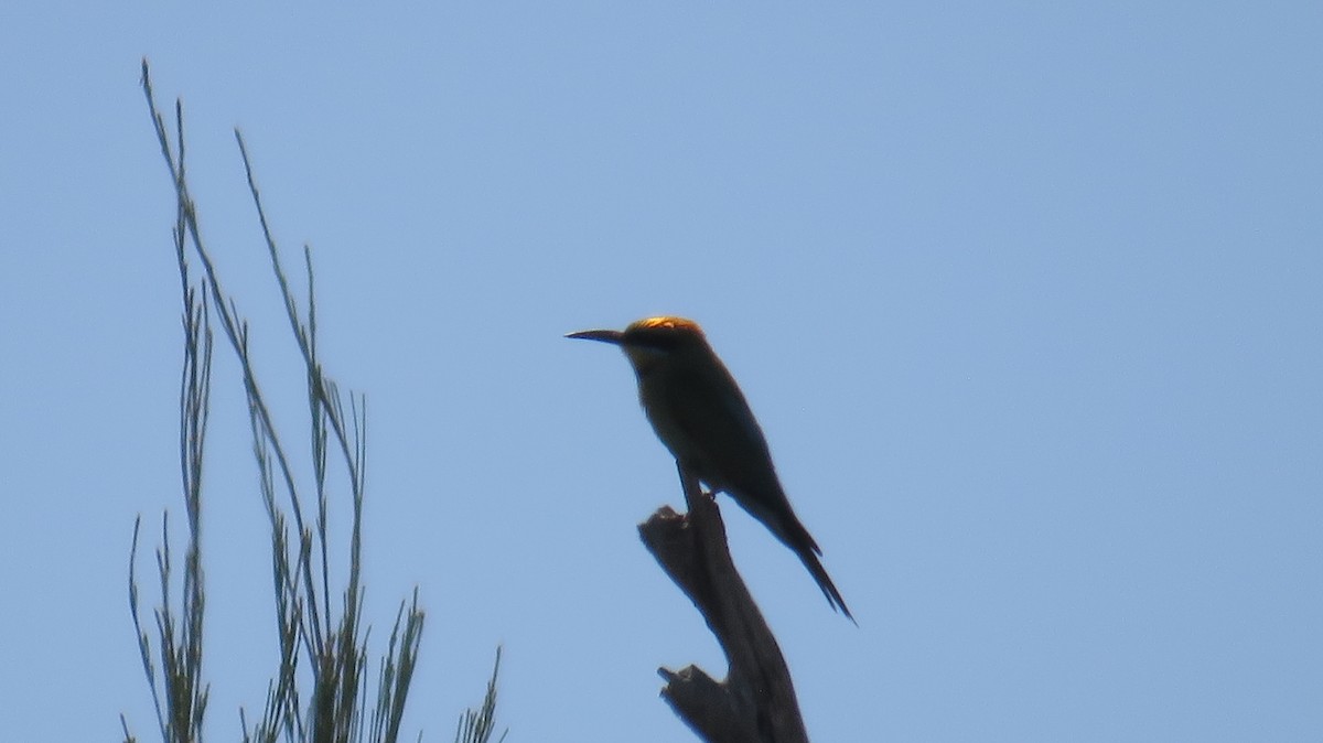 Rainbow Bee-eater - ML613153047