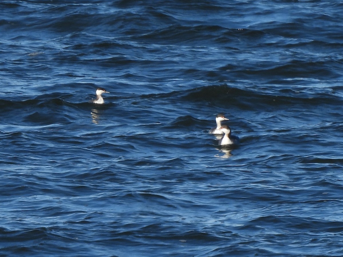 Horned Grebe - ML613153064