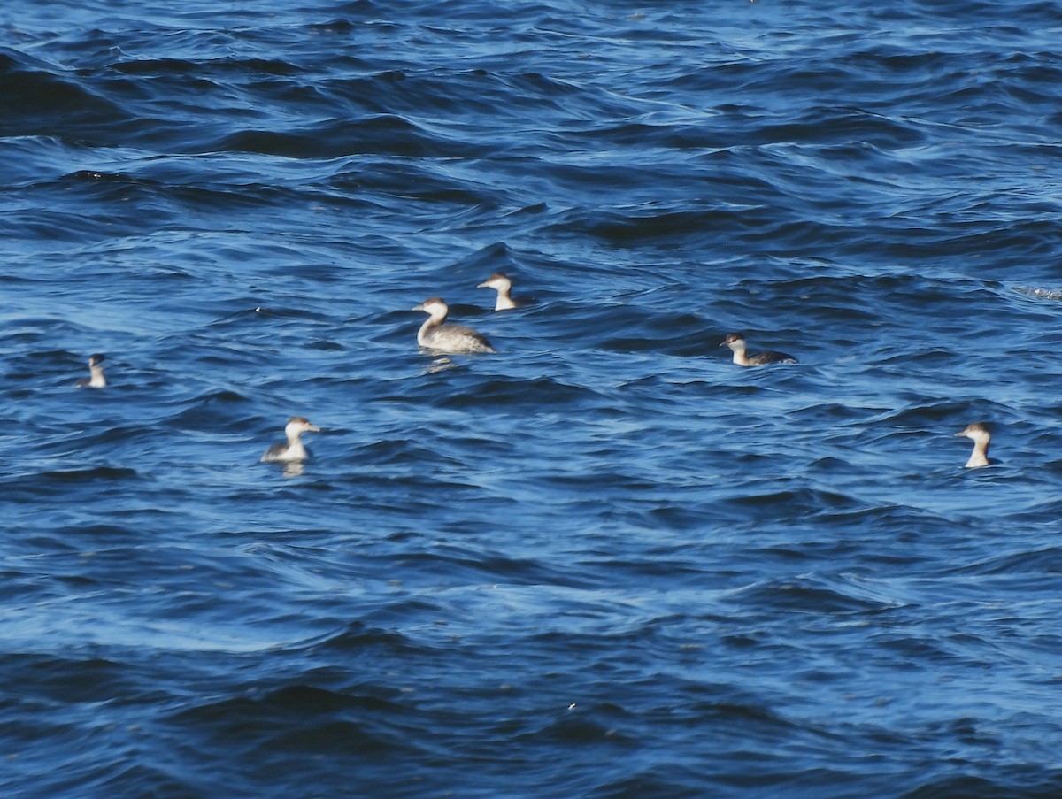 Horned Grebe - ML613153065