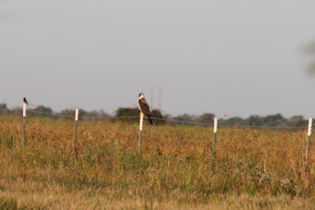 White-tailed Hawk - ML613153073