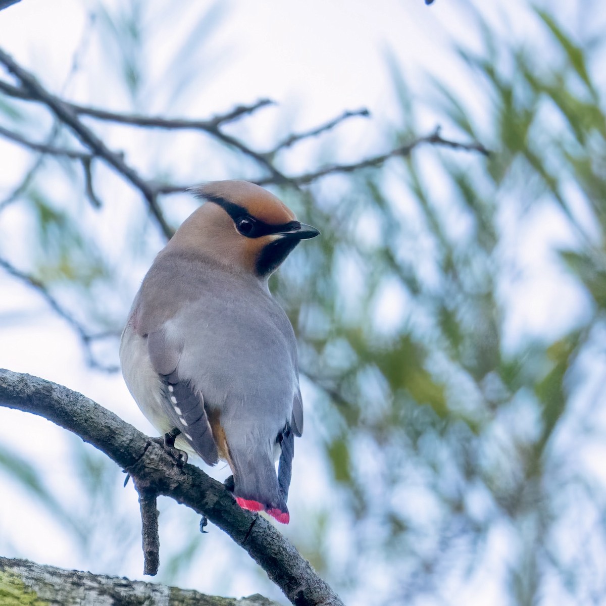 Japanese Waxwing - ML613153089