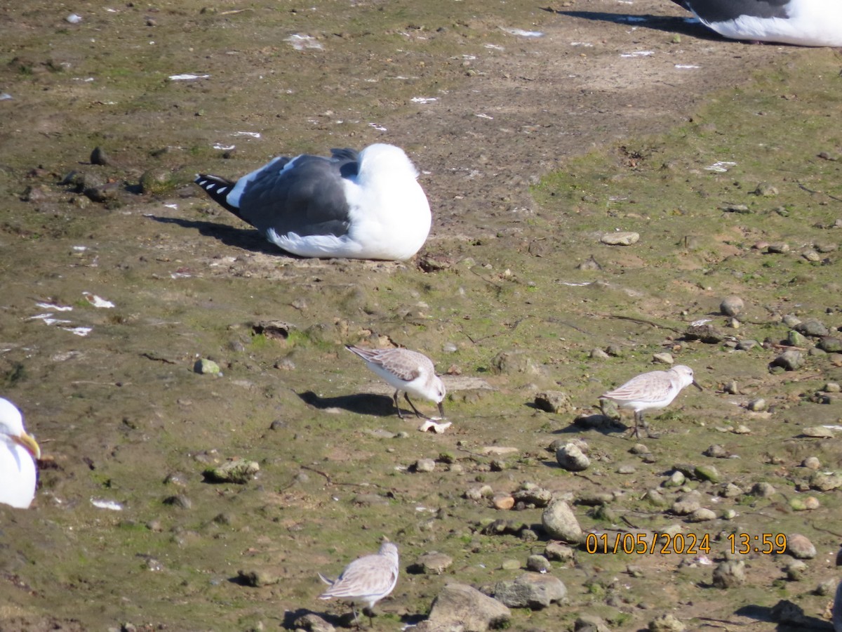 Bécasseau sanderling - ML613153115