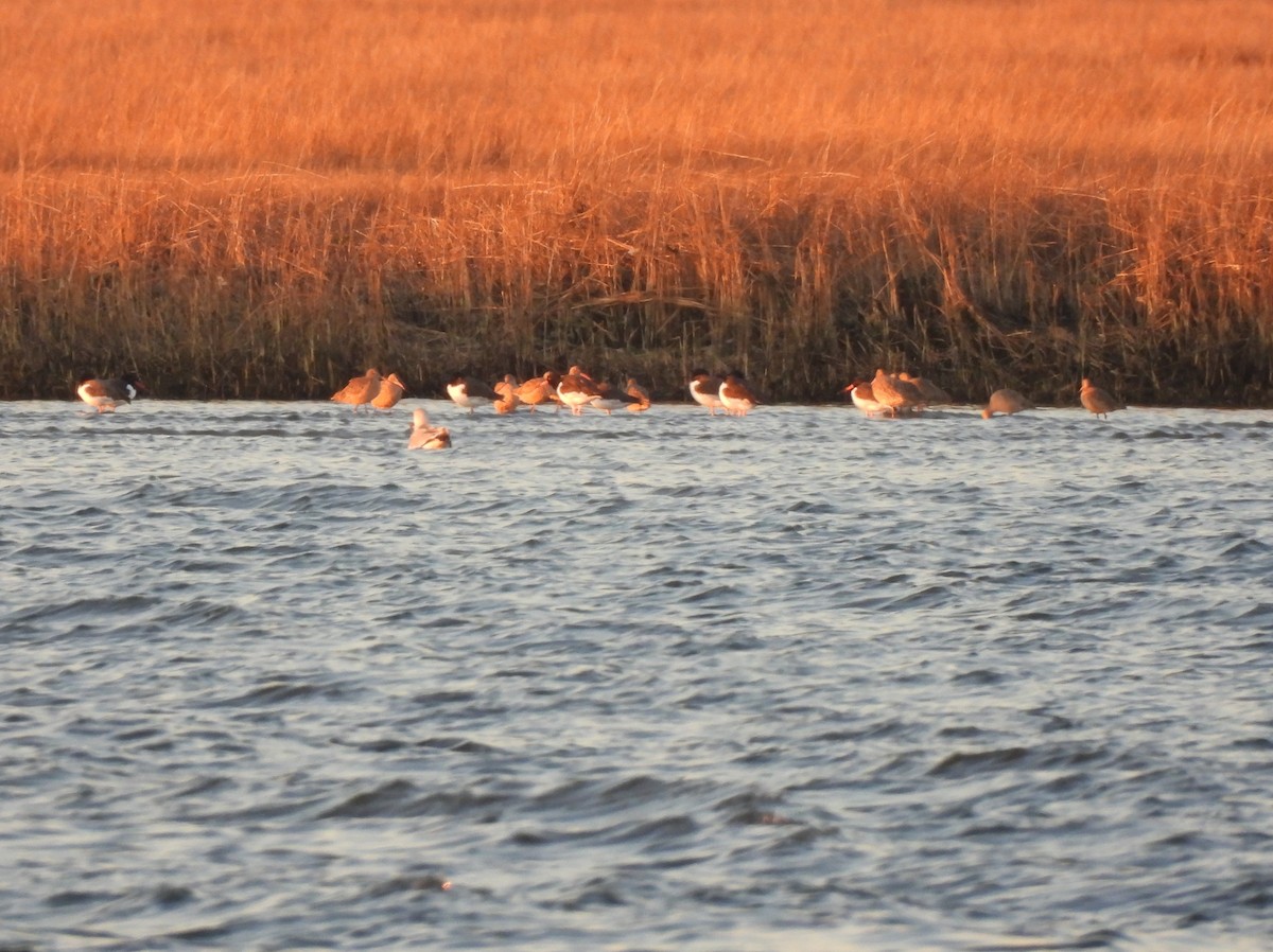 Marbled Godwit - Jennifer Wilson-Pines