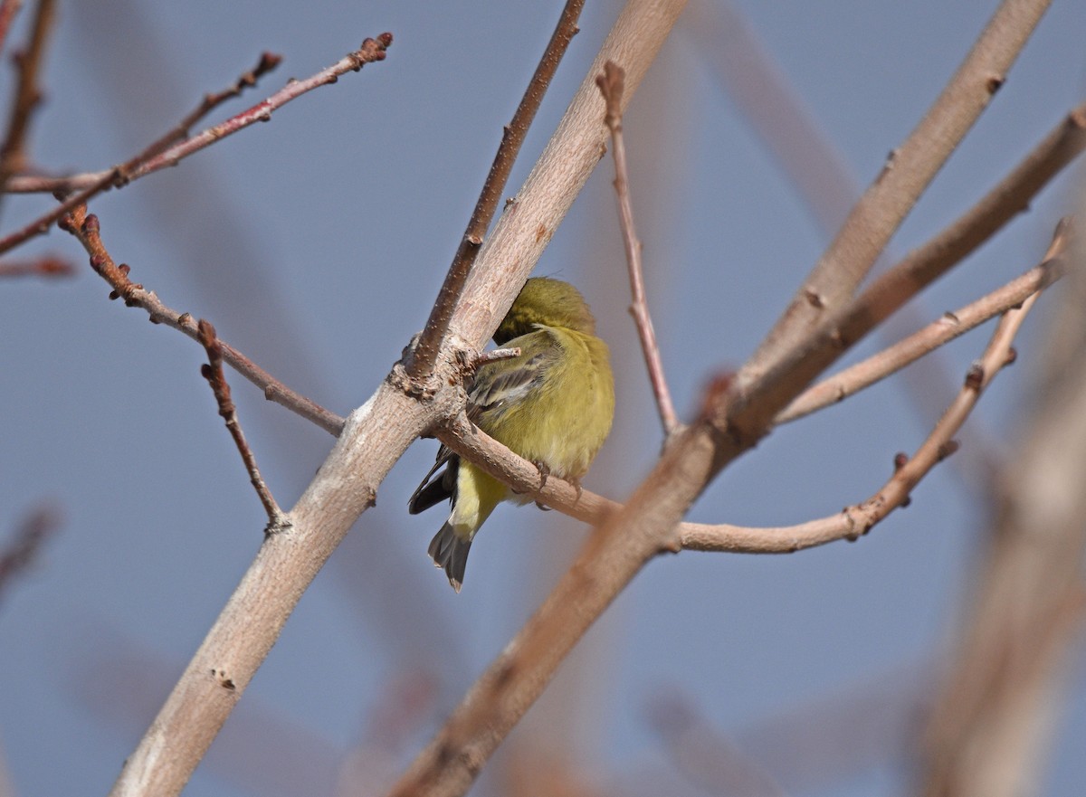 Lesser Goldfinch - ML613153167