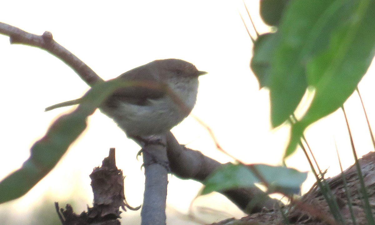 Western Thornbill - ML613153175