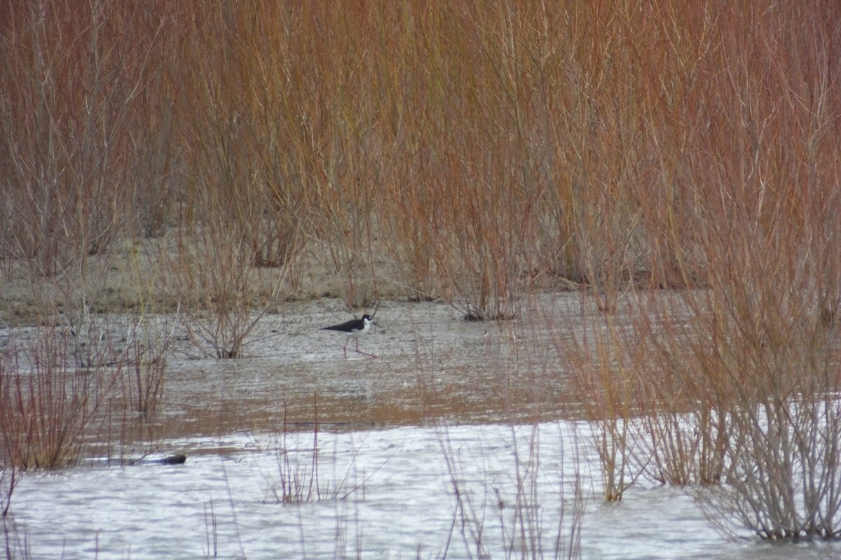 Black-necked Stilt - ML613153190