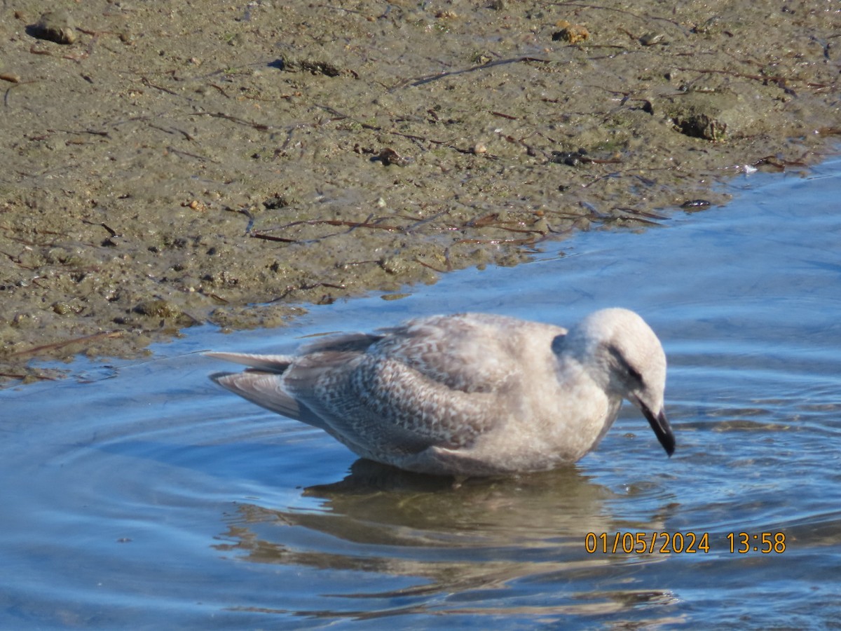 Glaucous-winged Gull - ML613153192