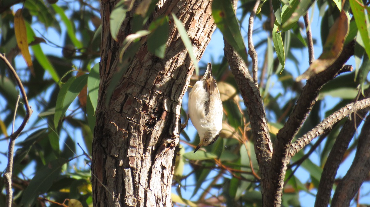 Varied Sittella - ML613153206