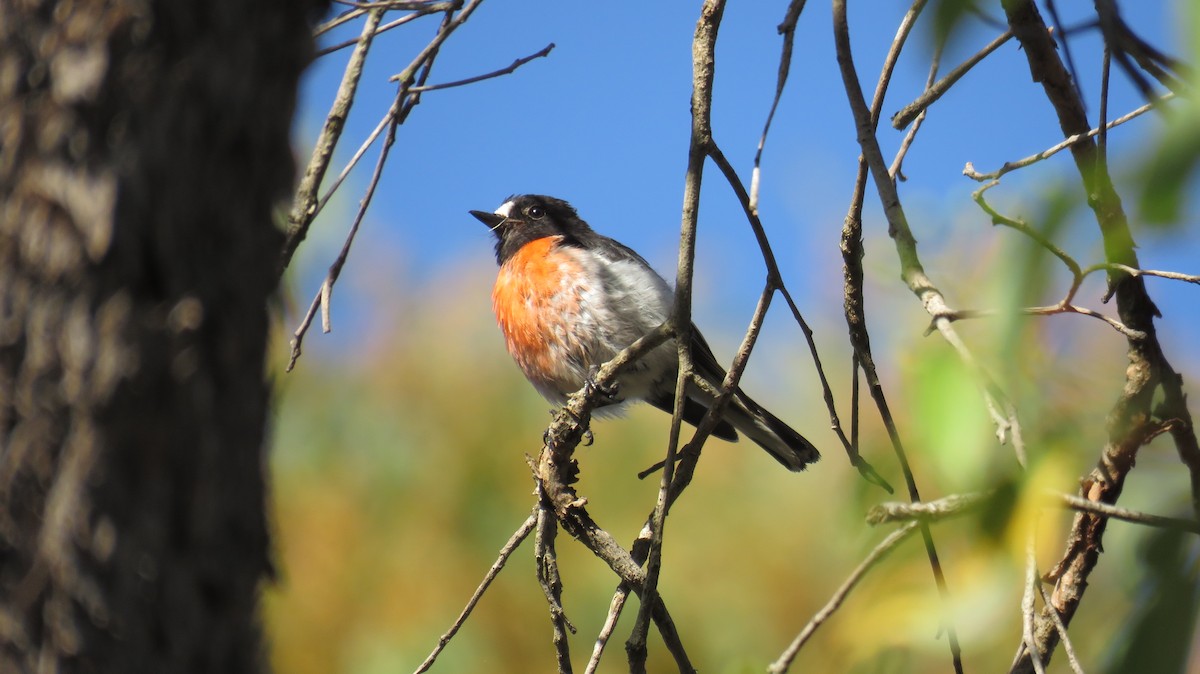 Scarlet Robin - ML613153243