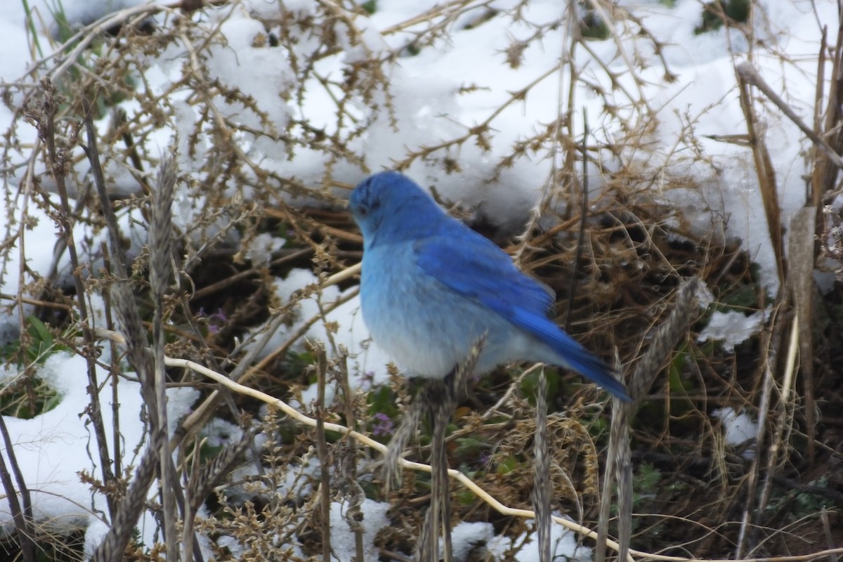 Mountain Bluebird - Dave Hanscom