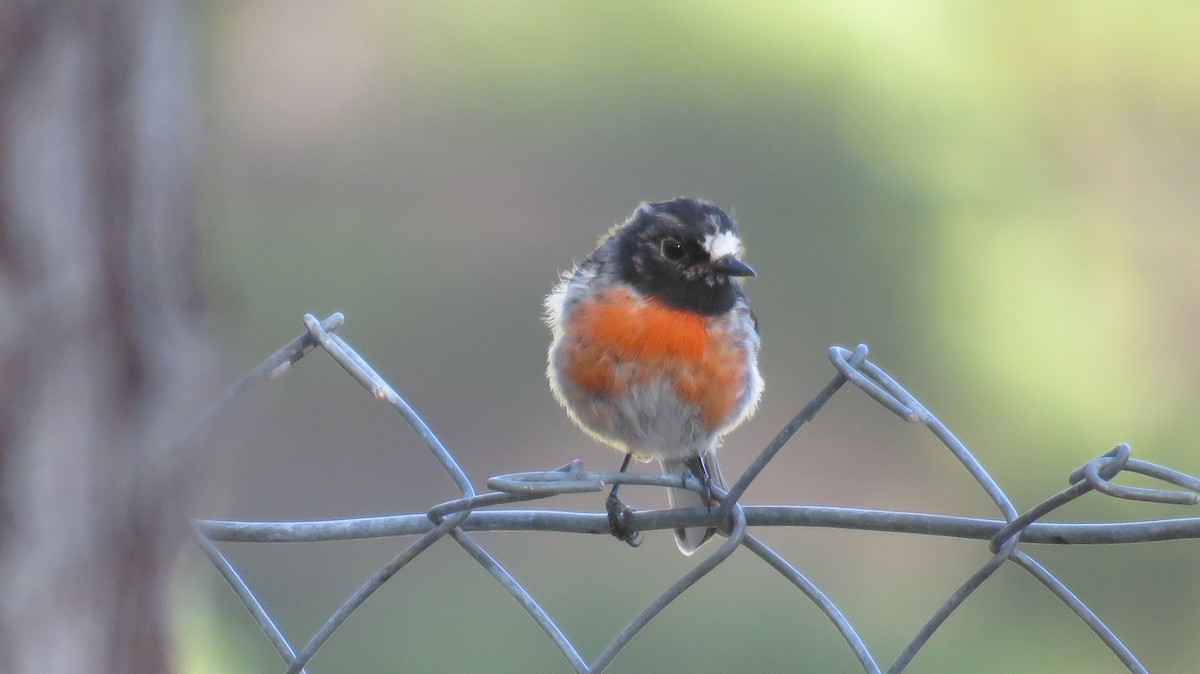 Scarlet Robin - Sujan Henkanaththegedara