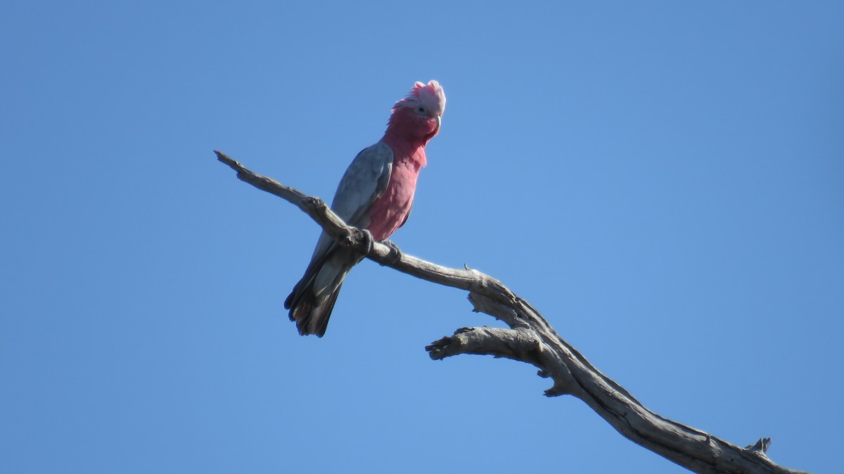 Cacatúa Galah - ML613153334