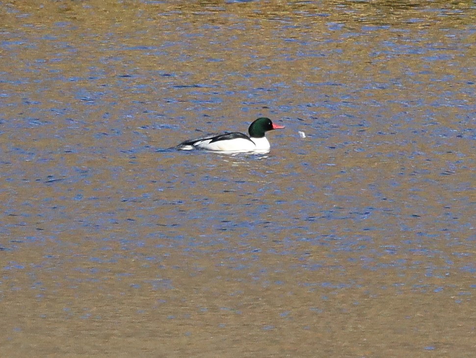 Common Merganser - ML613153340