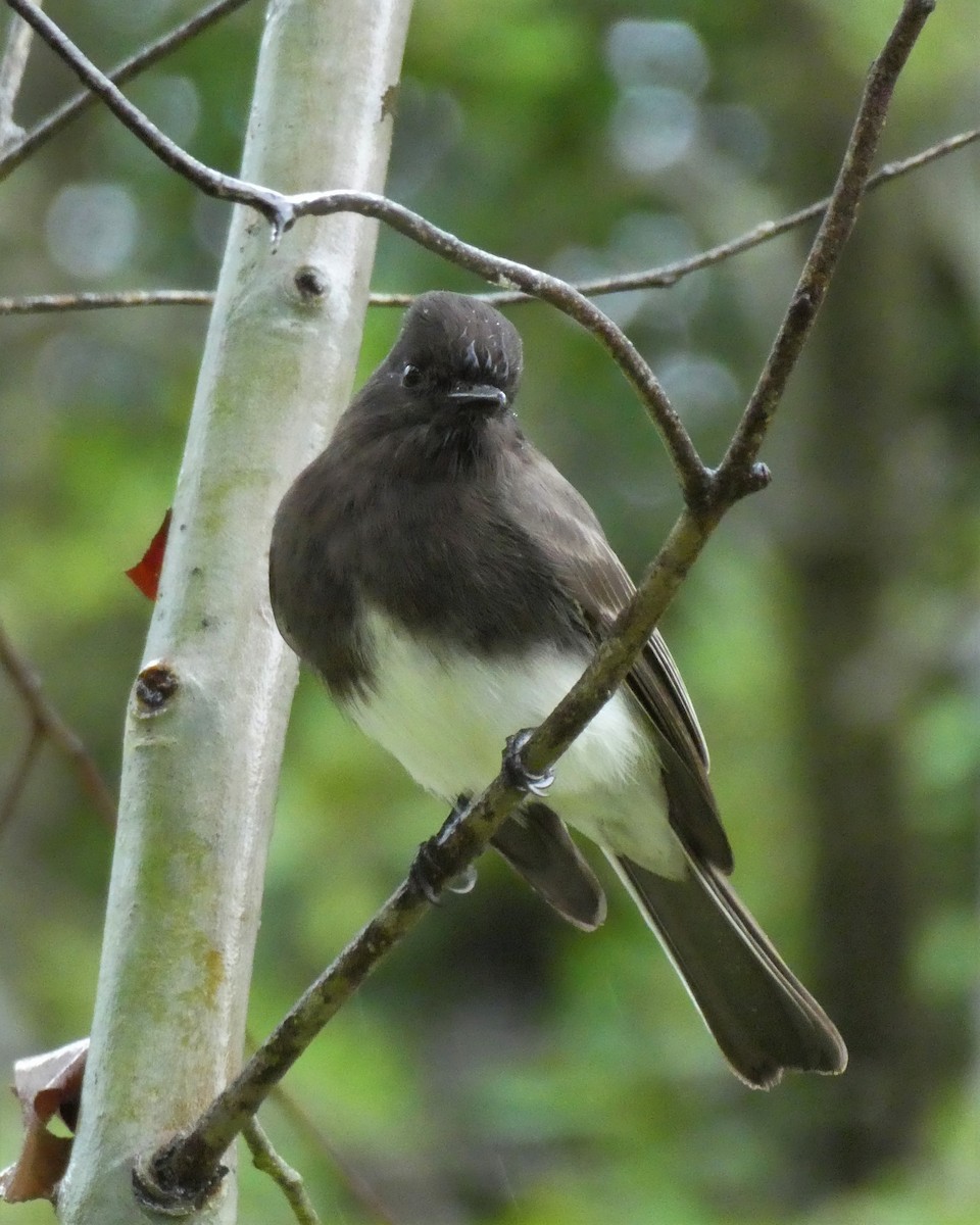 Black Phoebe - ML613153358