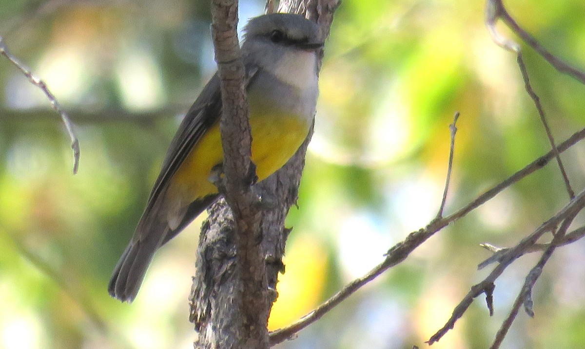 Western Yellow Robin - ML613153394