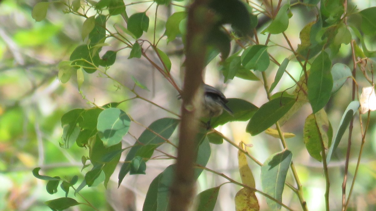 Western Spinebill - ML613153418