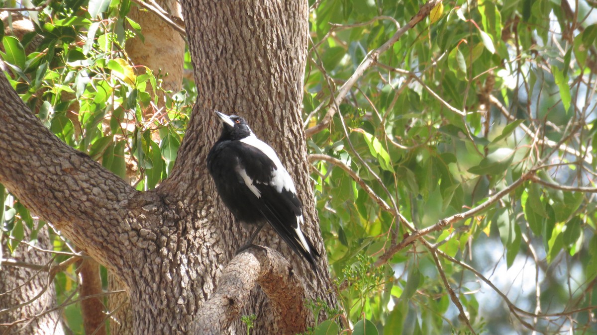 Australian Magpie - ML613153442