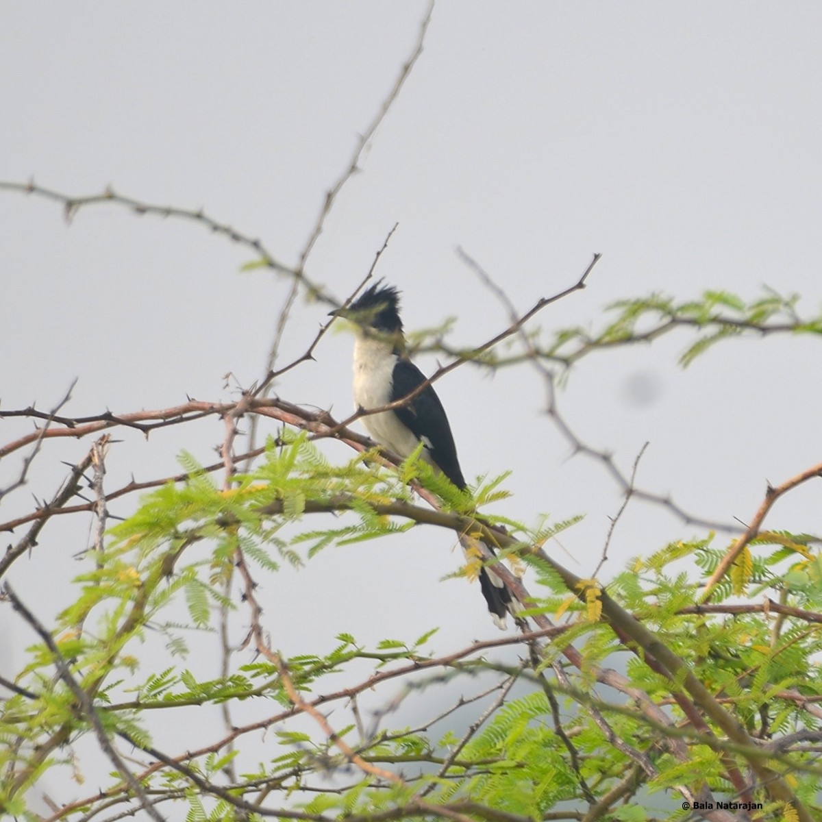 Pied Cuckoo - ML613153464