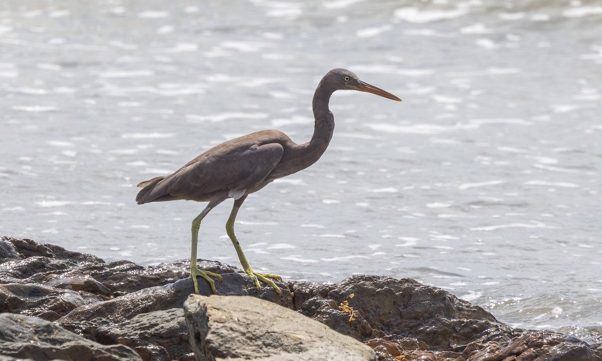 Pacific Reef-Heron - ML613153548