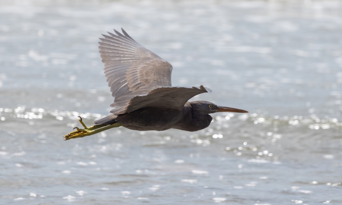 Pacific Reef-Heron - ML613153549