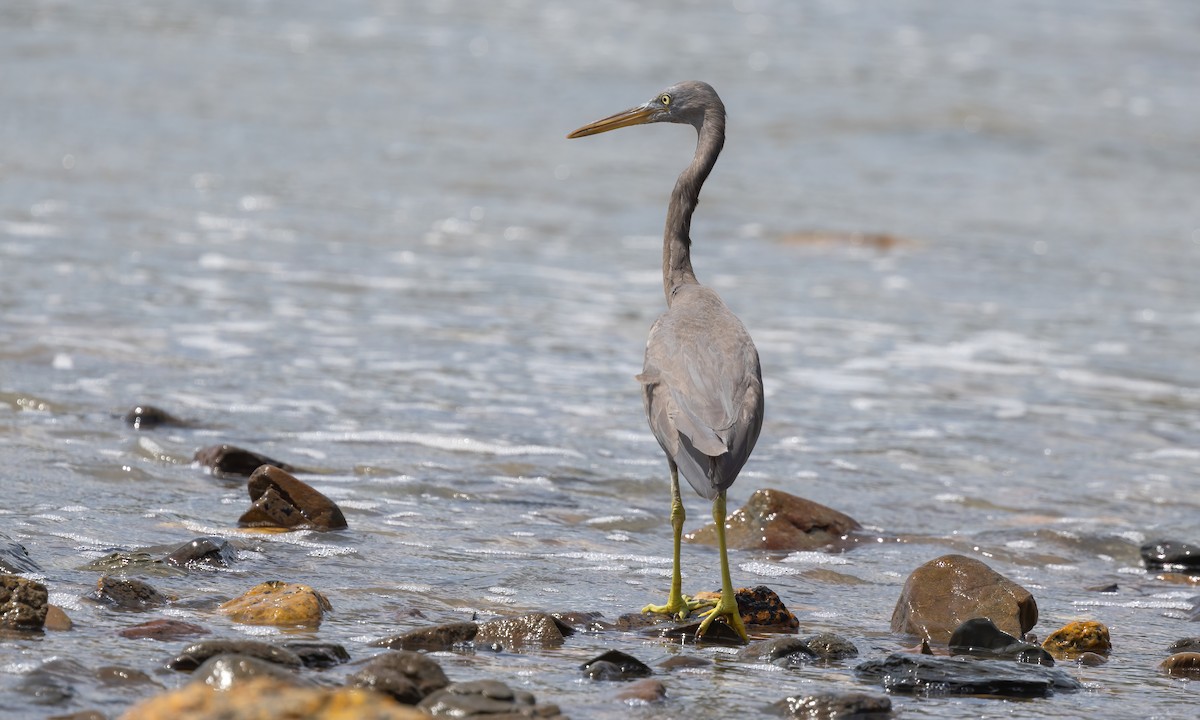 Pacific Reef-Heron - ML613153550