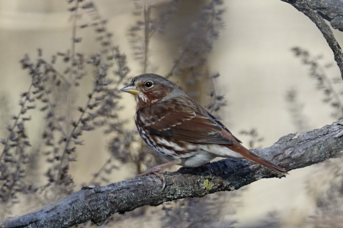 Fox Sparrow (Red) - ML613153559
