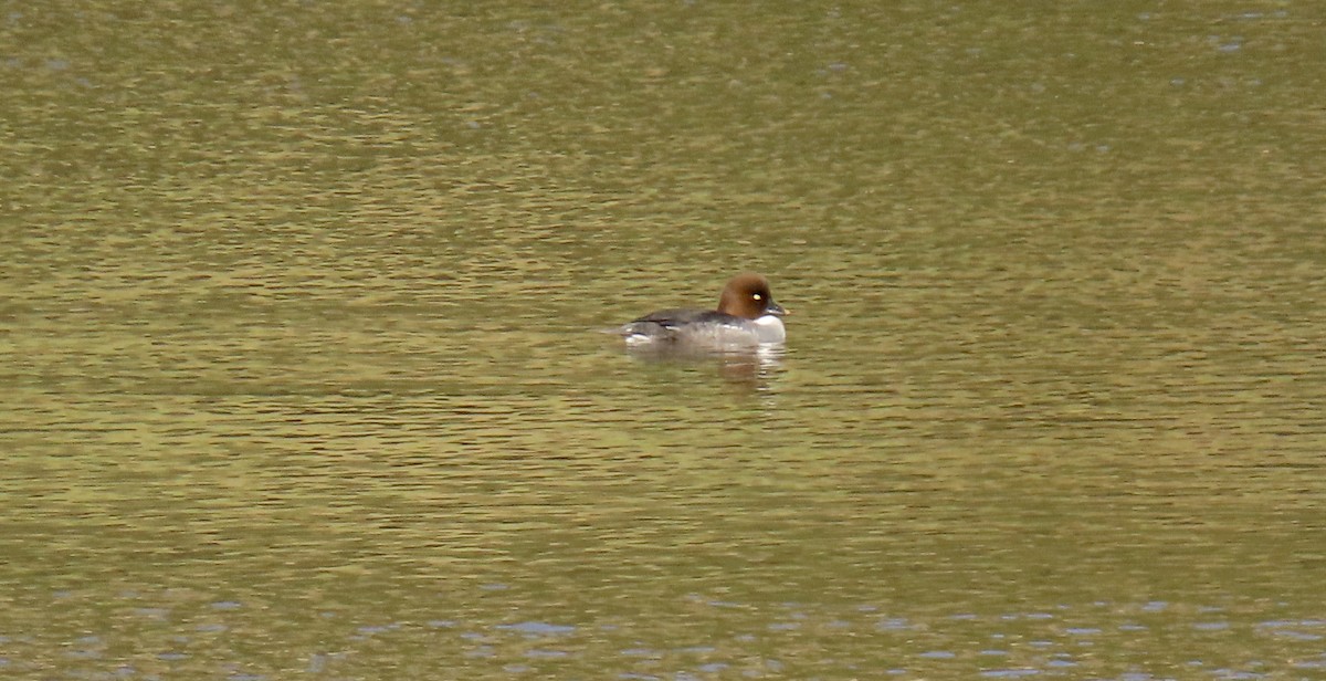 Common Goldeneye - ML613153648