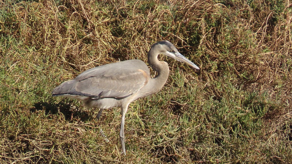 Great Blue Heron - Petra Clayton